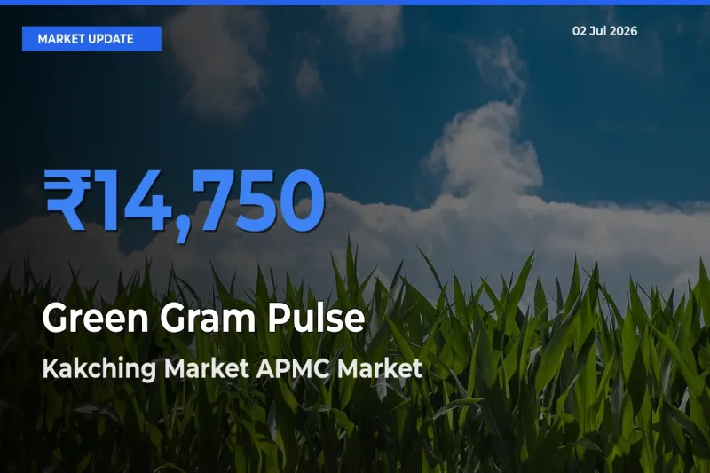 Farmers Prefer Kakching Market APMC as Green Gram Pulse Hits Highest Rate