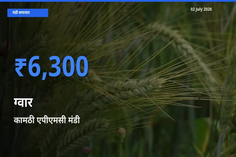 किसानों की पसंद बना कामठी एपीएमसी, ग्वार के सबसे अच्छे दाम