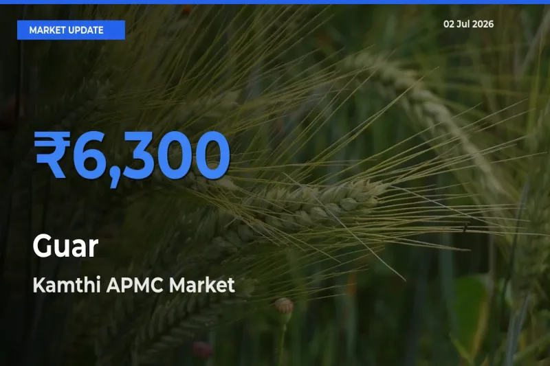 Kamthi APMC Offers ₹6,300 – Highest Guar Rate Today