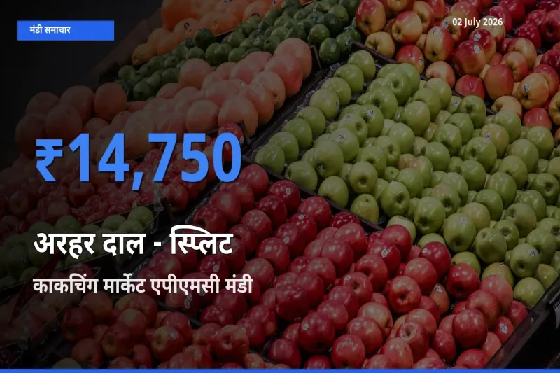 काकचिंग मार्केट एपीएमसी में अरहर दाल - स्प्लिट का आज सबसे ऊँचा भाव