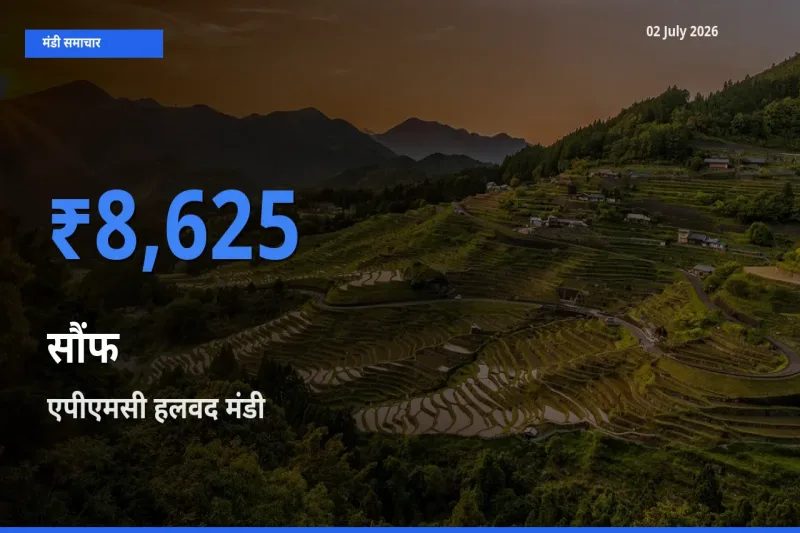 टॉप मंडी बना एपीएमसी हलवद! सौंफ के सबसे ऊँचे दाम यहीं दर्ज