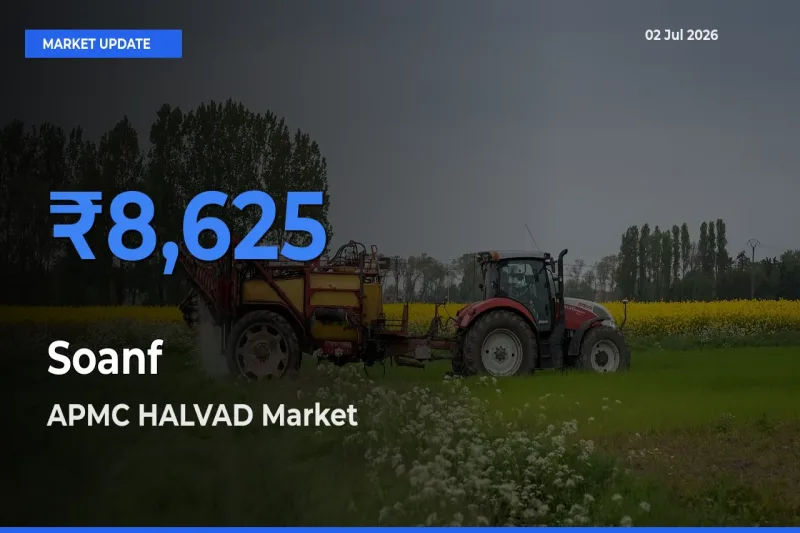 Market Watch: APMC HALVAD Becomes Top Mandi for Soanf