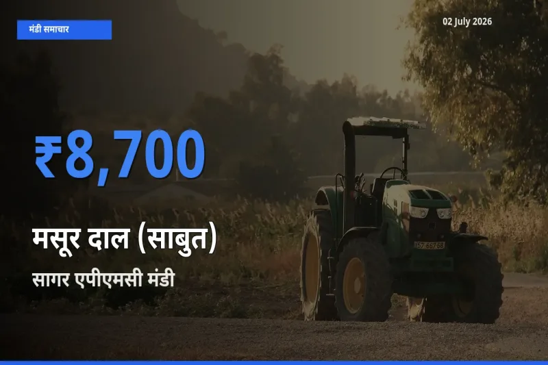 सागर एपीएमसी मंडी में आज मसूर दाल (साबुत) के सबसे ऊँचे दाम दर्ज