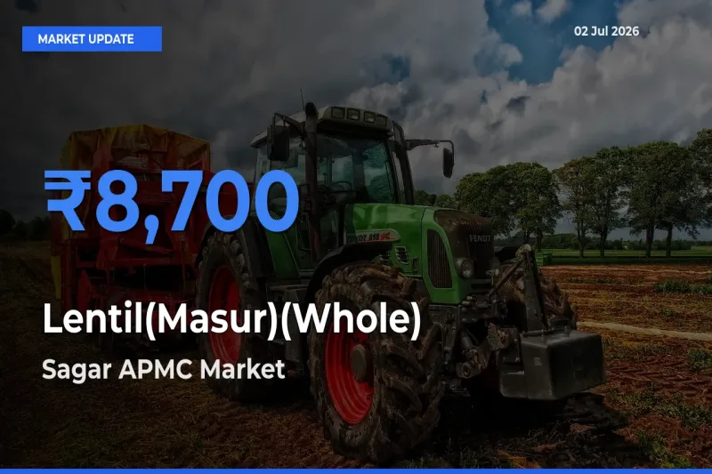 Sagar APMC Tops Lentil(Masur)(Whole) Rates – July 02 Market Update