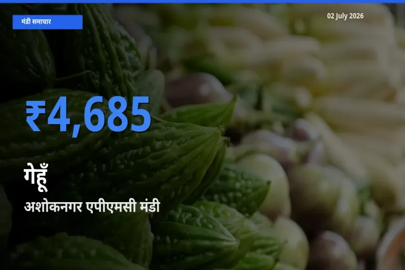 अशोकनगर एपीएमसी में गेहूँ का आज सबसे ऊँचा भाव