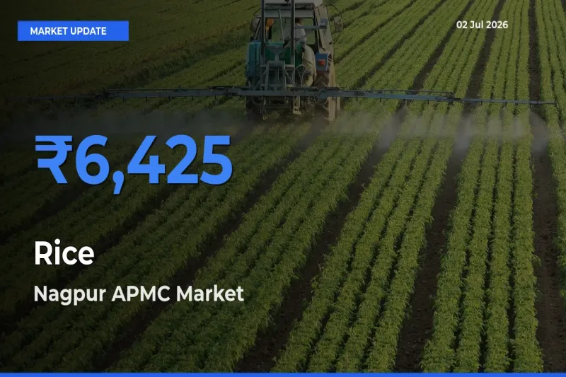 Top Performer! Nagpur APMC Offers Best Rice Price Today