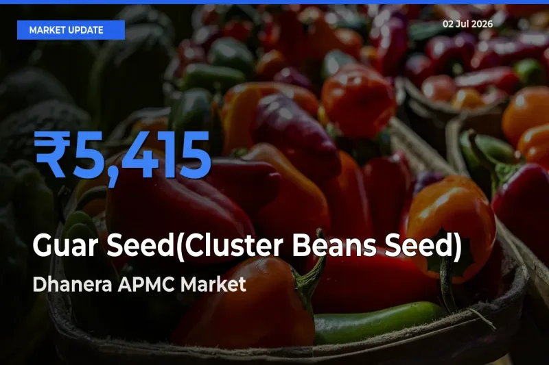 Dhanera APMC Emerges as Top Mandi for Guar Seed(Cluster Beans Seed) Prices Today