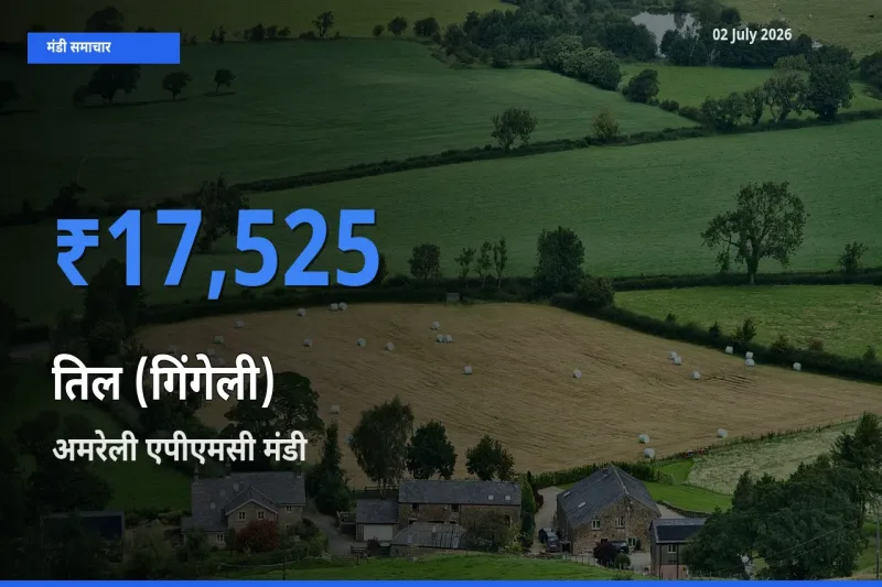 अमरेली एपीएमसी मंडी में तिल (गिंगेली) ₹17,525 पर पहुँचा – आज का सर्वोच्च भाव