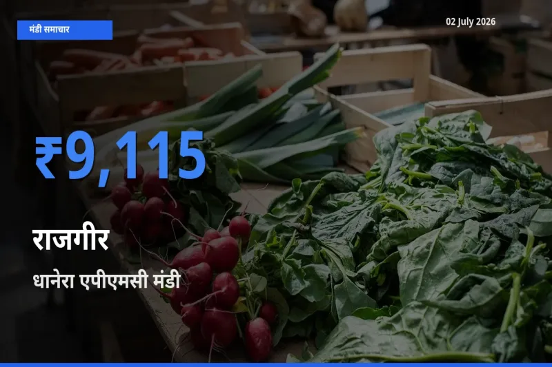 आज का मंडी भाव: राजगीर के सबसे ज़्यादा दाम धानेरा एपीएमसी में