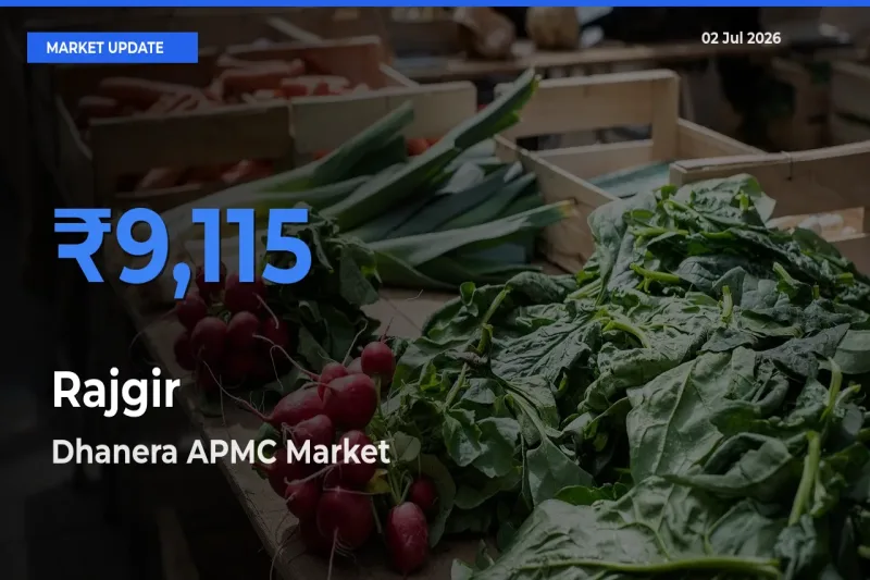 Dhanera APMC Emerges as Top Mandi for Rajgir Prices Today