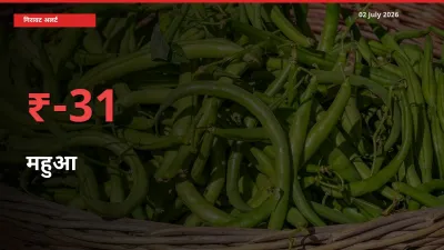 महुआ 31.22% गिरा, मंडी