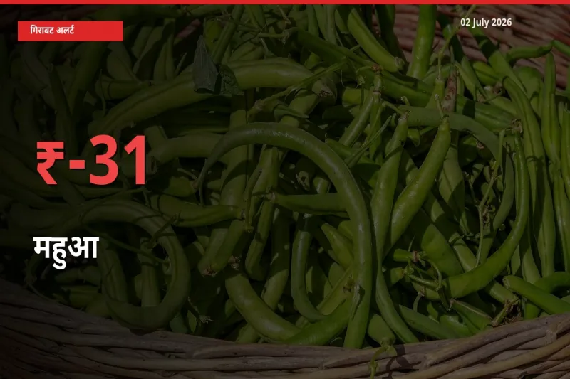 महुआ 31.22% गिरा, मंडी
