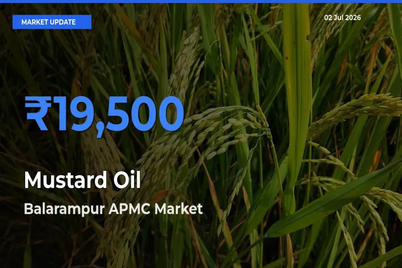 Farmers Prefer Balarampur APMC as Mustard Oil Hits Highest Rate