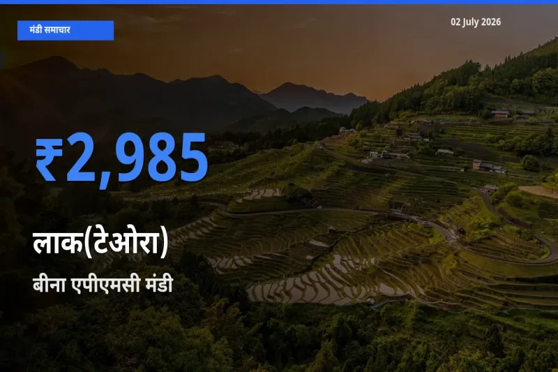बीना एपीएमसी में लाक(टेओरा) का आज सबसे ऊँचा भाव
