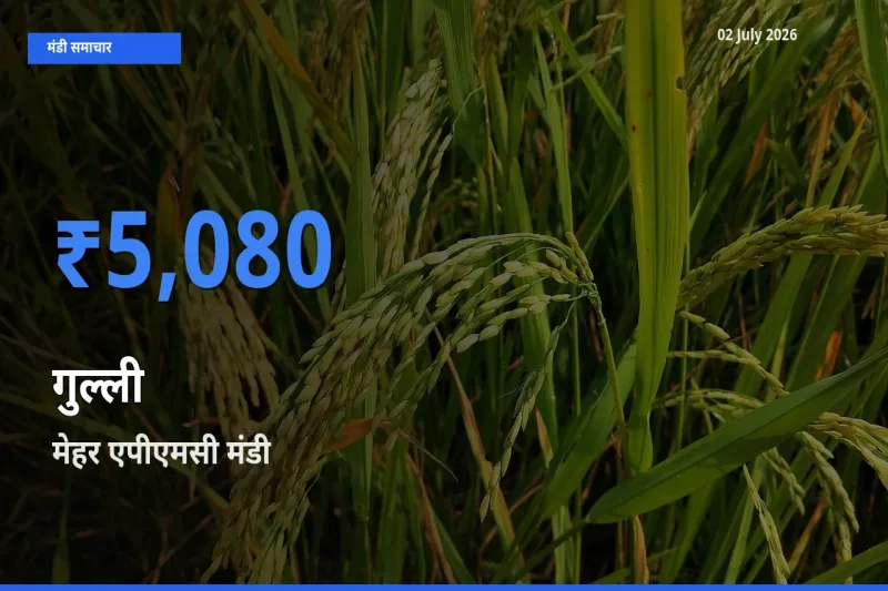 मेहर एपीएमसी में गुल्ली का आज सबसे ऊँचा भाव