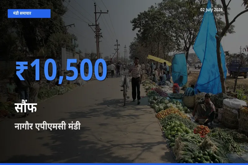 आज सौंफ के सबसे ऊँचे दाम ₹10,500 नागौर एपीएमसी मंडी में