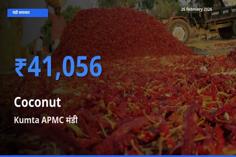 26 February अपडेट: Coconut के सबसे ऊँचे दाम Kumta APMC मंडी में