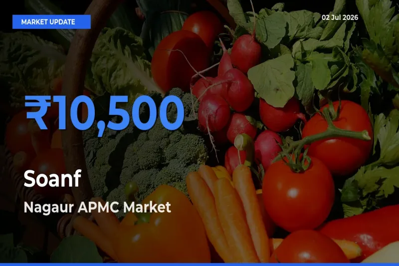 Top Performer! Nagaur APMC Offers Best Soanf Price Today