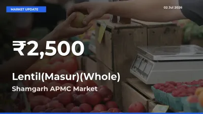 Sharp Fall! Lentil(Masur)(Whole) Prices Drop to 30-Day Low in Shamgarh APMC