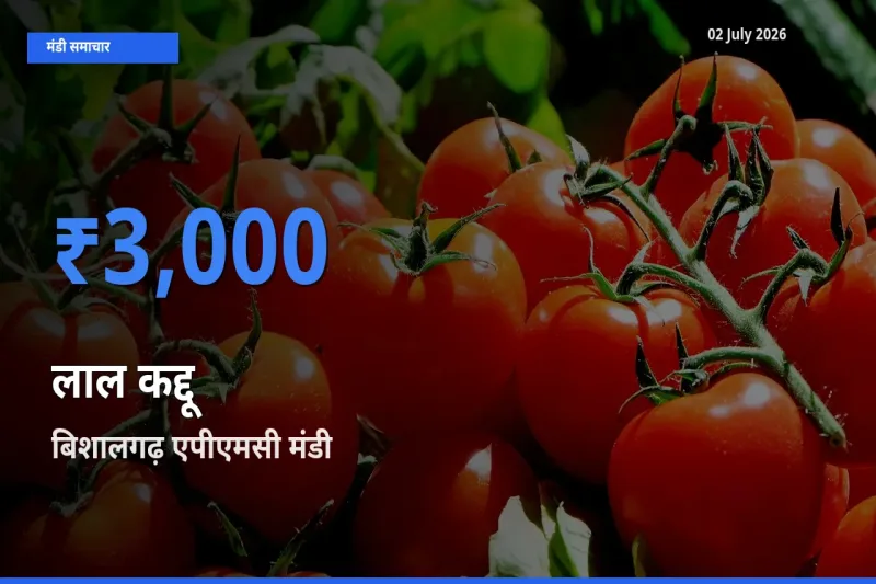 टॉप मंडी बना बिशालगढ़ एपीएमसी! लाल कद्दू के सबसे ऊँचे दाम यहीं दर्ज