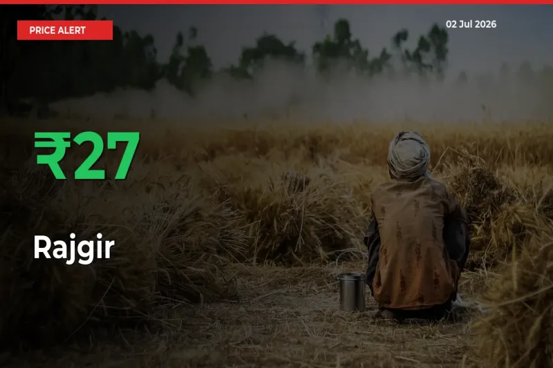 Sudden 27.34% Rally in Rajgir Prices Across Mandis