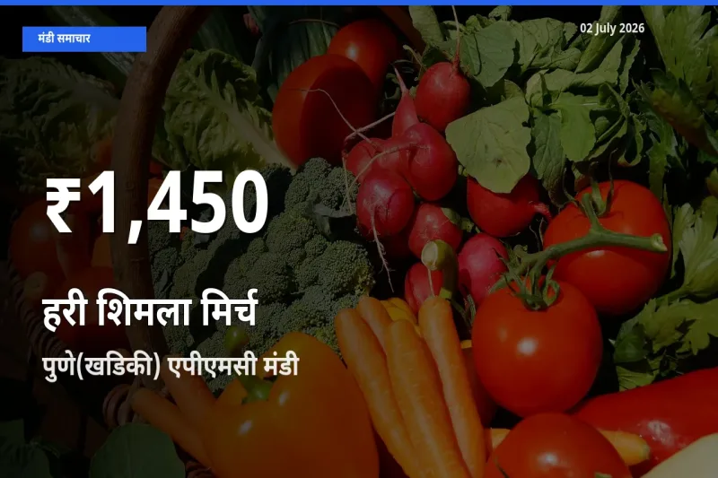 आज का मंडी भाव: पुणे(खडिकी) एपीएमसी में हरी शिमला मिर्च 30 दिन के सबसे कम स्तर पर