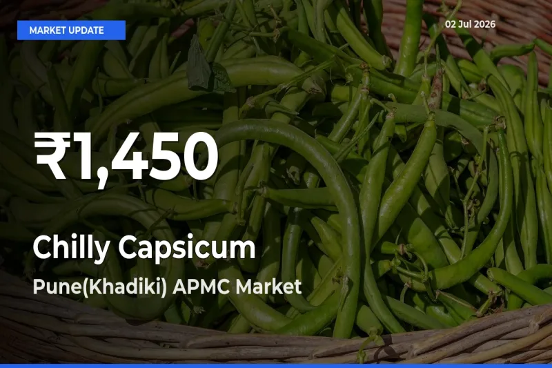 Chilly Capsicum Prices Touch 30-Day Low in Pune(Khadiki) APMC – July 02 Update
