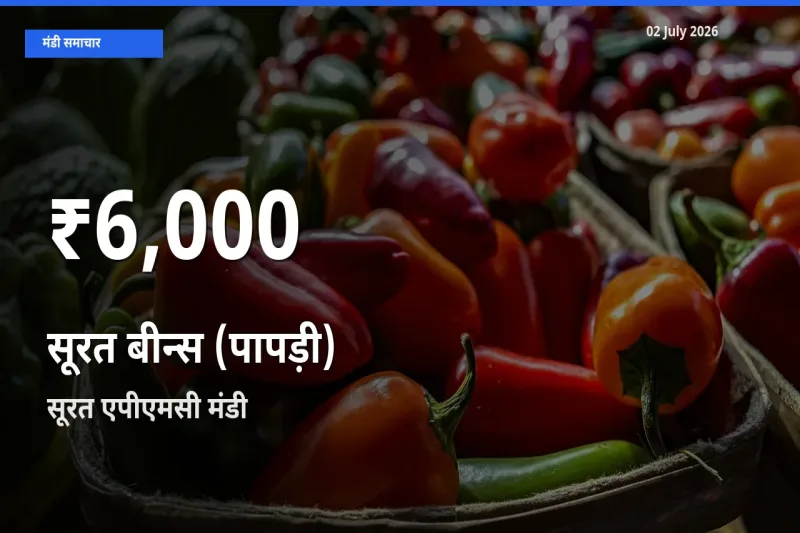 02 July अपडेट: सूरत बीन्स (पापड़ी) के दाम 30 दिन के न्यूनतम स्तर पर, सूरत एपीएमसी
