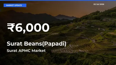 Why Surat Beans(Papadi) Prices Slumped in Surat APMC – 30-Day Low Today