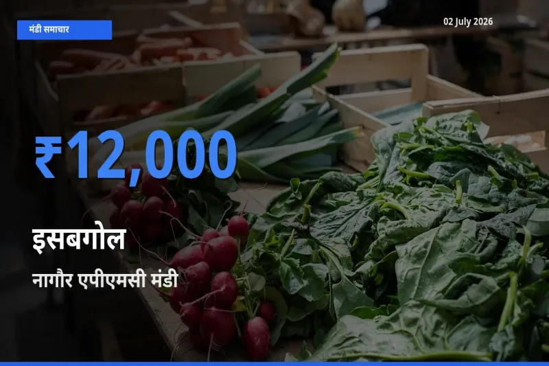 बाज़ार संकेत: नागौर एपीएमसी बना इसबगोल के लिए आज की टॉप मंडी