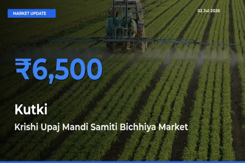 Krishi Upaj Mandi Samiti Bichhiya Tops Kutki Mandi Rates Today