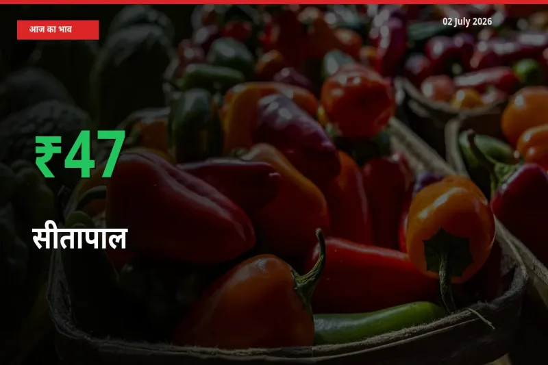 किसानों के लिए खुशखबरी! स्थानीय मंडी में सीतापाल 47.37% उछला