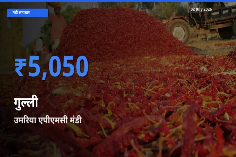 उमरिया एपीएमसी मंडी में गुल्ली ₹5,050 पर पहुँचा – आज का सर्वोच्च भाव