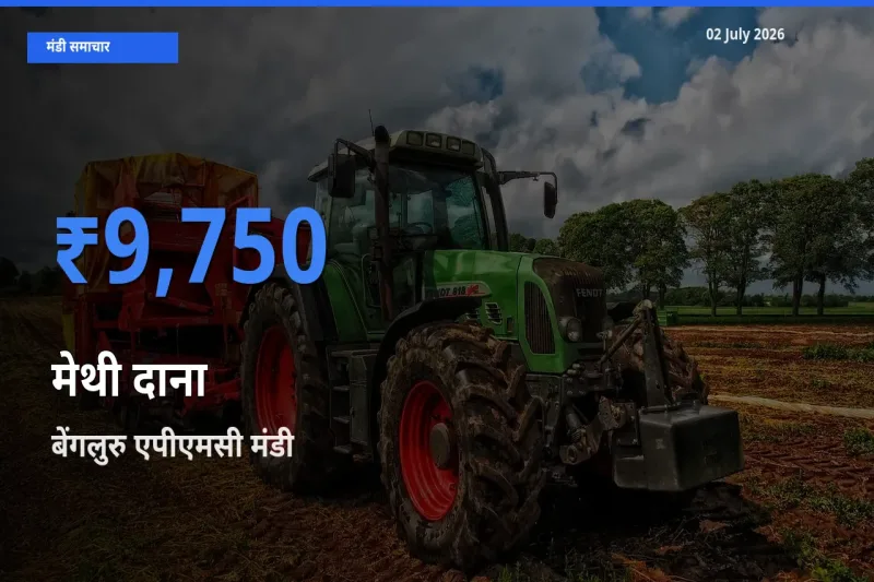 आज मेथी दाना के सबसे ऊँचे दाम ₹9,750 बेंगलुरु एपीएमसी मंडी में