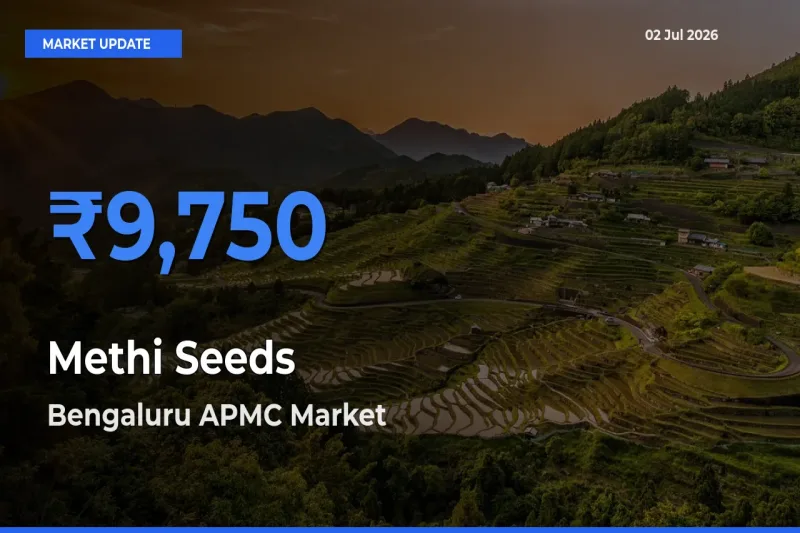 Bengaluru APMC Offers ₹9,750 – Highest Methi Seeds Rate Today
