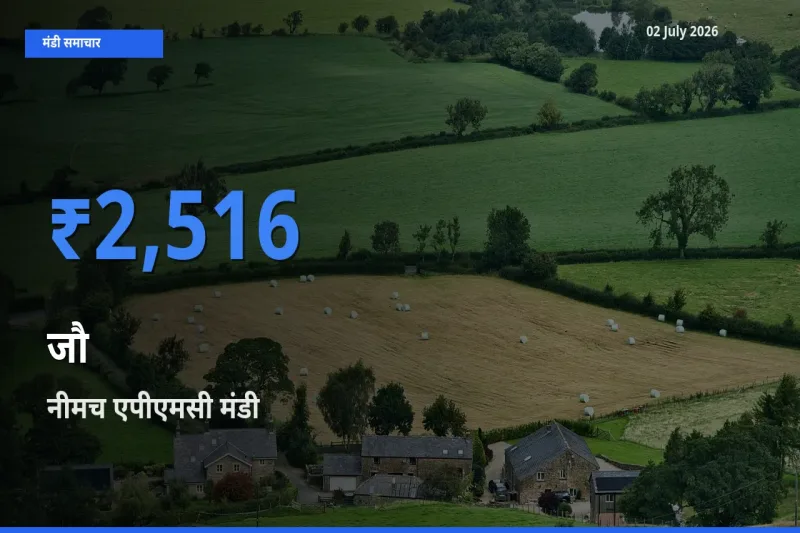 02 July अपडेट: जौ के सबसे ऊँचे दाम नीमच एपीएमसी मंडी में