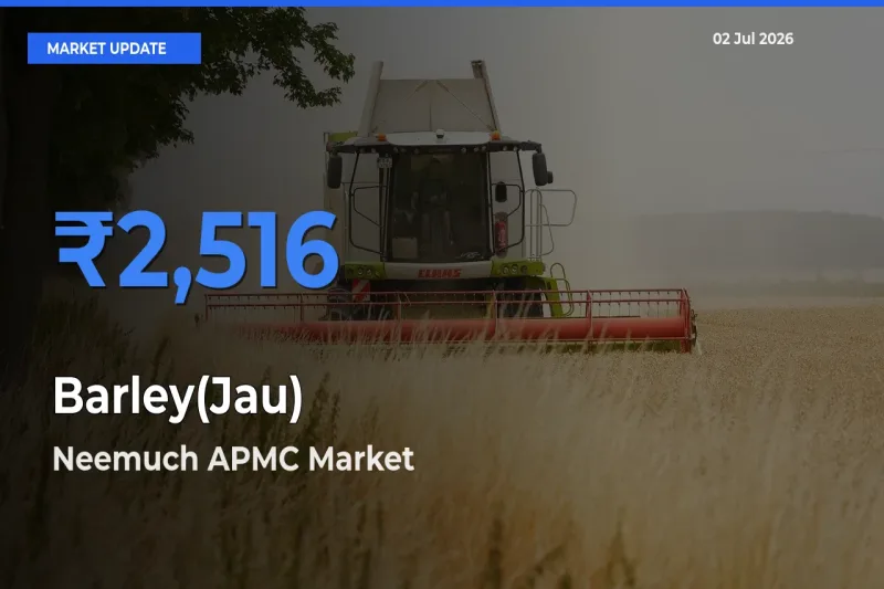 Neemuch APMC Offers ₹2,516 – Highest Barley(Jau) Rate Today