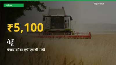 गेहूँ के दामों में रिकॉर्ड तेज़ी, गंजबासौदा एपीएमसी