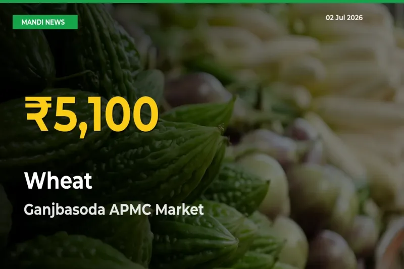 Big Jump in Wheat Prices! Ganjbasoda APMC Records New Peak Today