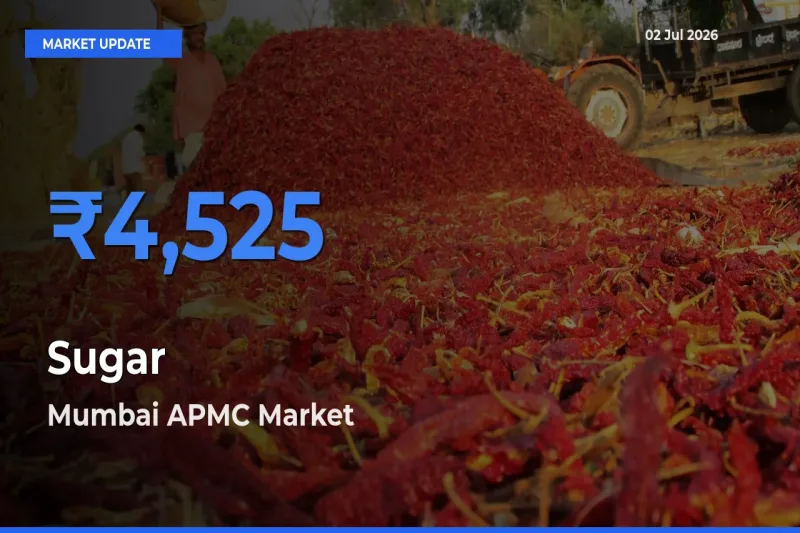 Top Performer! Mumbai APMC Offers Best Sugar Price Today