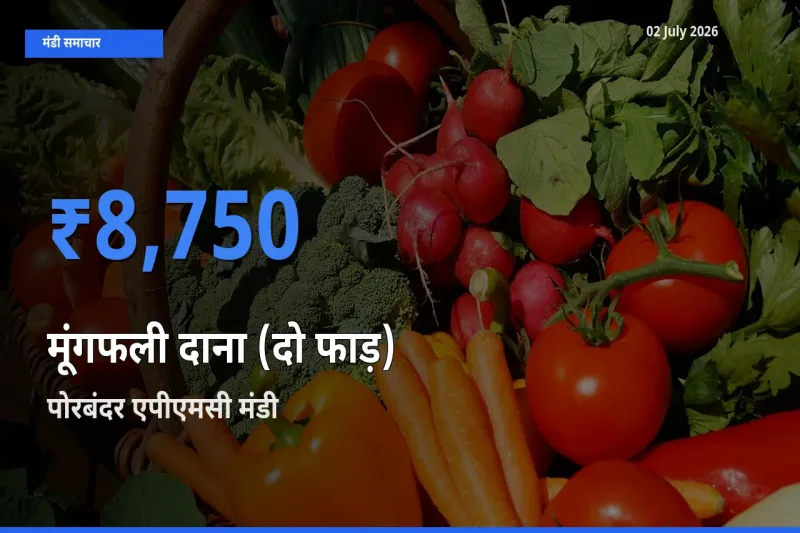 02 July अपडेट: मूंगफली दाना (दो फाड़) के सबसे ऊँचे दाम पोरबंदर एपीएमसी मंडी में