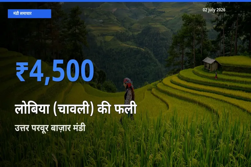 02 July अपडेट: लोबिया (चावली) की फली के सबसे ऊँचे दाम उत्तर परवूर बाज़ार मंडी में