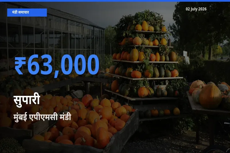 आज सुपारी के सबसे ऊँचे दाम ₹63,000 मुंबई एपीएमसी मंडी में