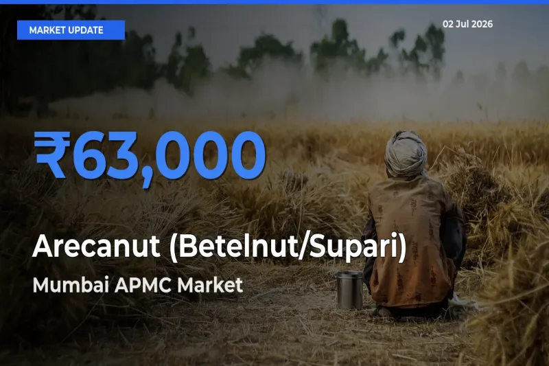 Mumbai APMC Leads as Top Mandi for Arecanut (Betelnut/Supari) Prices