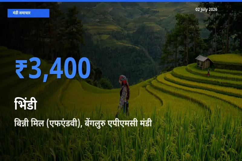 किसानों की पसंद बना बिन्नी मिल (एफएंडवी), बेंगलुरु एपीएमसी, भिंडी के सबसे अच्छे दाम