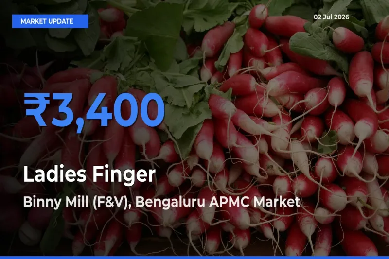 Binny Mill (F&V), Bengaluru APMC Leads as Top Mandi for Ladies Finger Prices