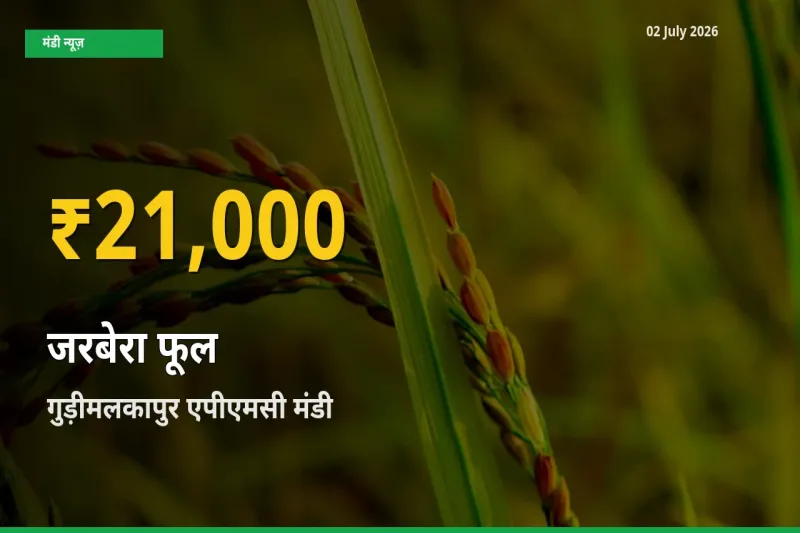 किसानों के लिए खुशखबरी! गुड़ीमलकापुर एपीएमसी में जरबेरा फूल के दाम रिकॉर्ड स्तर पर