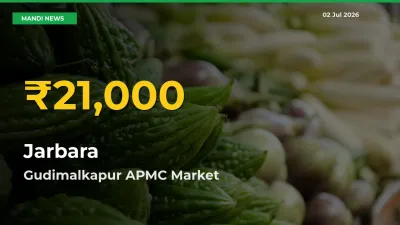 Why Jarbara Prices Are Climbing in Gudimalkapur APMC – Today’s New High Explained