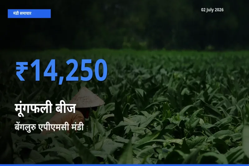 किसानों की पसंद बना बेंगलुरु एपीएमसी, मूंगफली बीज के सबसे अच्छे दाम