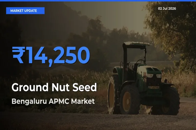 Bengaluru APMC Offers ₹14,250 – Highest Ground Nut Seed Rate Today